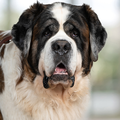 Hektor Raber von den großen Strolchen